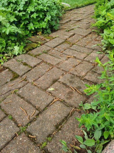 Wurzeln haben Steine hoch gedrückt