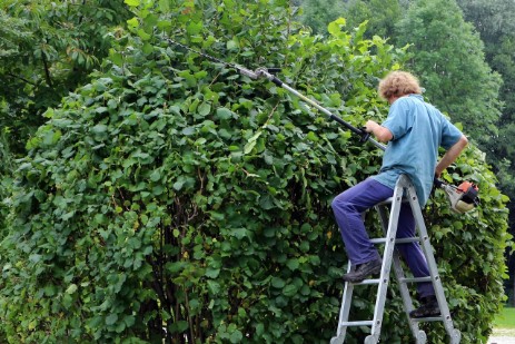 Hecke schneiden mit Leiter